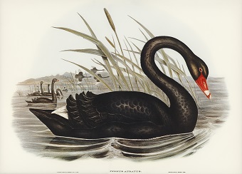 https://www.freepik.com/free-photo/black-swan-cygnus-atratus-illustrated-by-elizabeth-gould_3533745.htm#page=1&query=Black%20swan&position=14